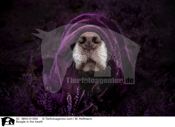 Beagle in der Heide / Beagle in the heath / MHO-01069