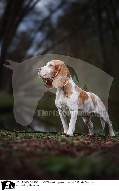stehender Beagle / standing Beagle / MHO-01103