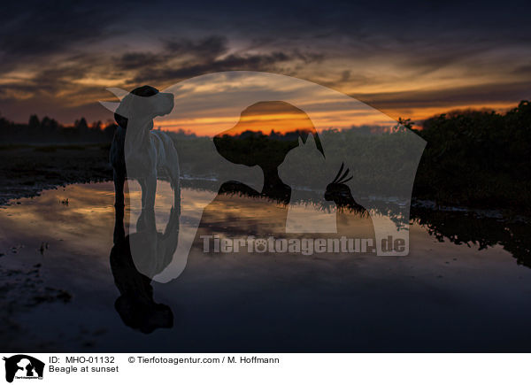 Beagle bei Sonnenuntergang / Beagle at sunset / MHO-01132