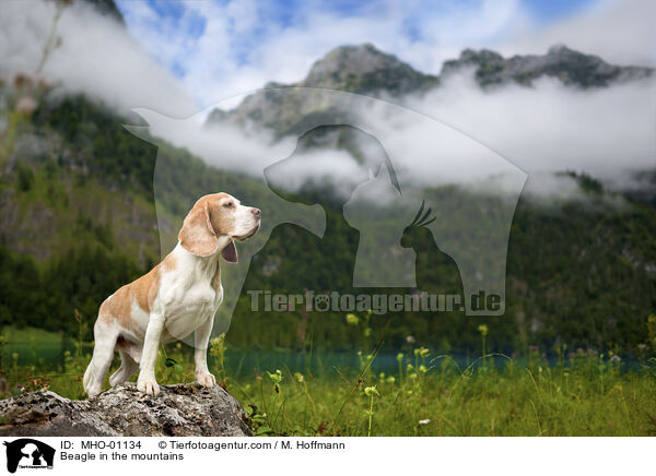 Beagle in den Bergen / Beagle in the mountains / MHO-01134