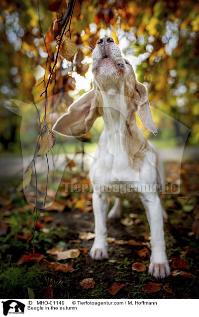 Beagle im Herbst / Beagle in the autumn / MHO-01149