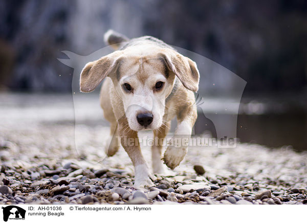 rennender Beagle / running Beagle / AH-01036