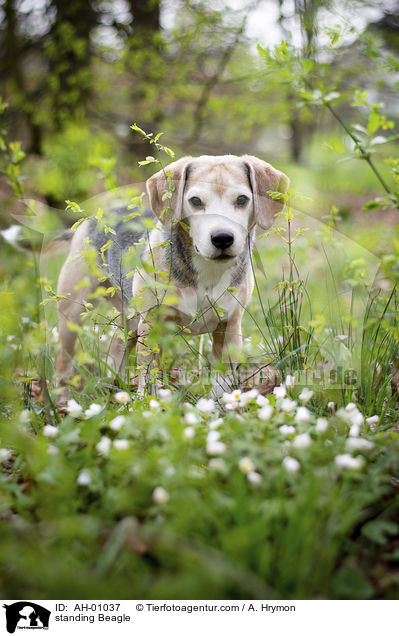 stehender Beagle / standing Beagle / AH-01037