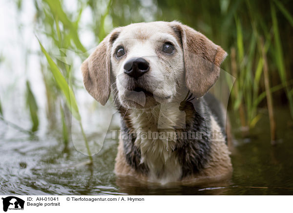 Beagle Portrait / Beagle portrait / AH-01041