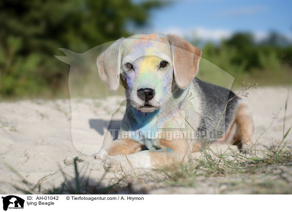 lying Beagle / AH-01042