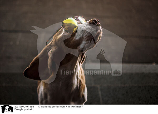 Beagle portrait / MHO-01191