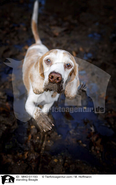 standing Beagle / MHO-01193