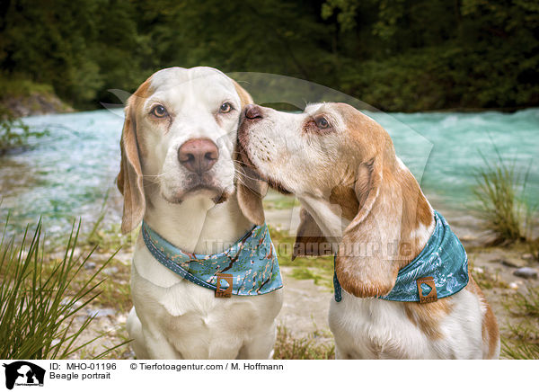 Beagle Portrait / Beagle portrait / MHO-01196