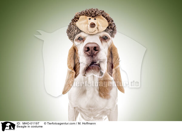 Beagle im Kostm / Beagle in costume / MHO-01197