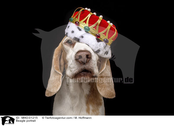 Beagle portrait / MHO-01215