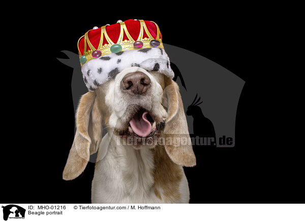 Beagle portrait / MHO-01216