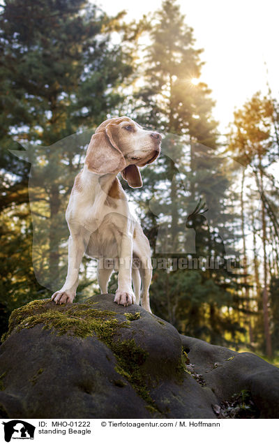 stehender Beagle / standing Beagle / MHO-01222