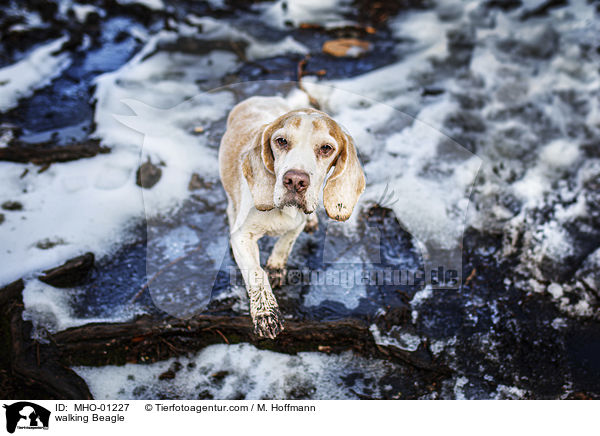 walking Beagle / MHO-01227