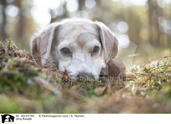 liegender Beagle / lying Beagle / AH-01780