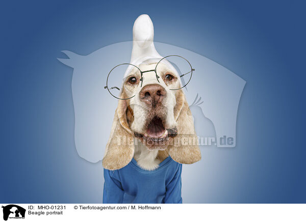 Beagle portrait / MHO-01231