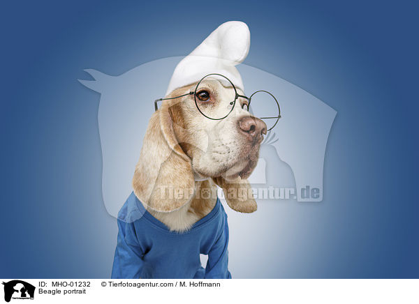 Beagle Portrait / Beagle portrait / MHO-01232