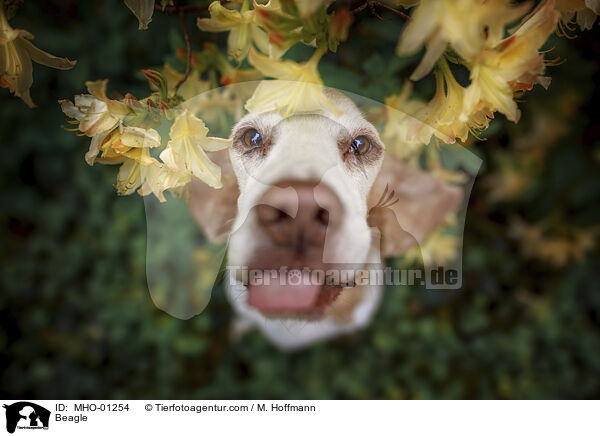 Beagle / Beagle / MHO-01254