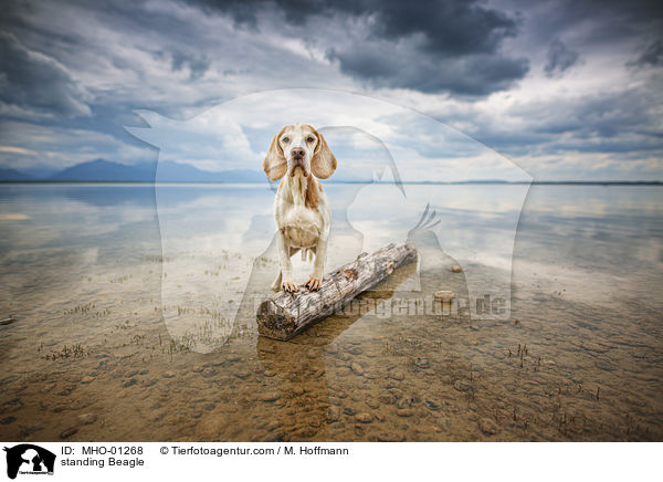 stehender Beagle / standing Beagle / MHO-01268