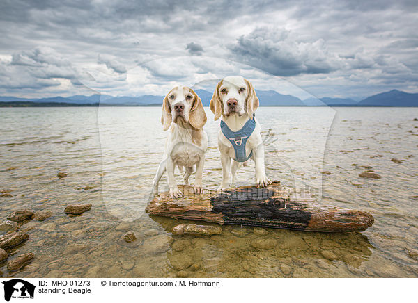 stehende Beagle / standing Beagle / MHO-01273