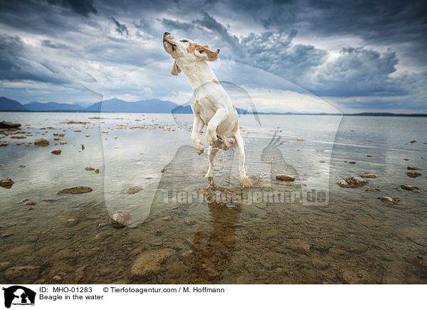 Beagle im Wasser / Beagle in the water / MHO-01283