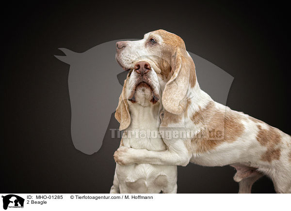 2 Beagle / 2 Beagle / MHO-01285