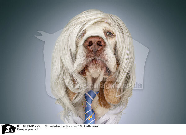 Beagle Portrait / Beagle portrait / MHO-01299