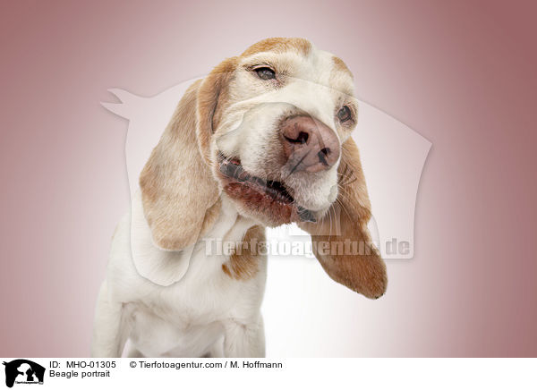 Beagle Portrait / Beagle portrait / MHO-01305