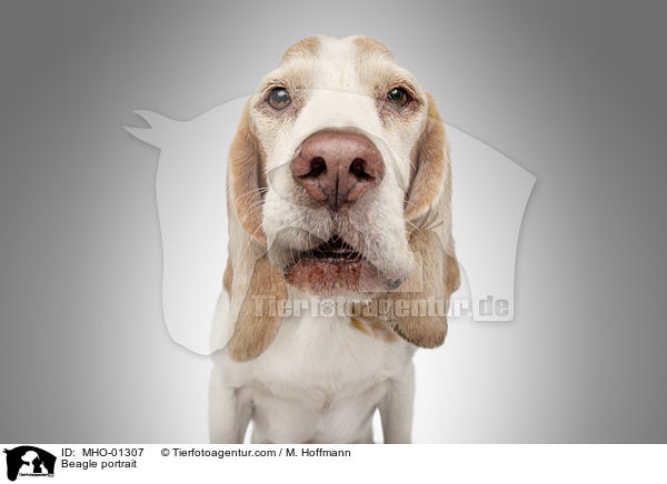 Beagle Portrait / Beagle portrait / MHO-01307
