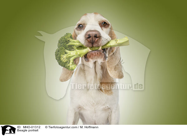 Beagle portrait / MHO-01312