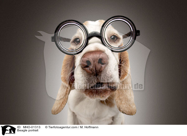 Beagle portrait / MHO-01313