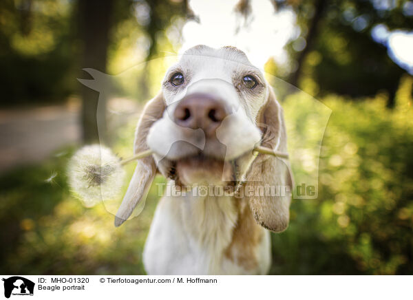 Beagle portrait / MHO-01320