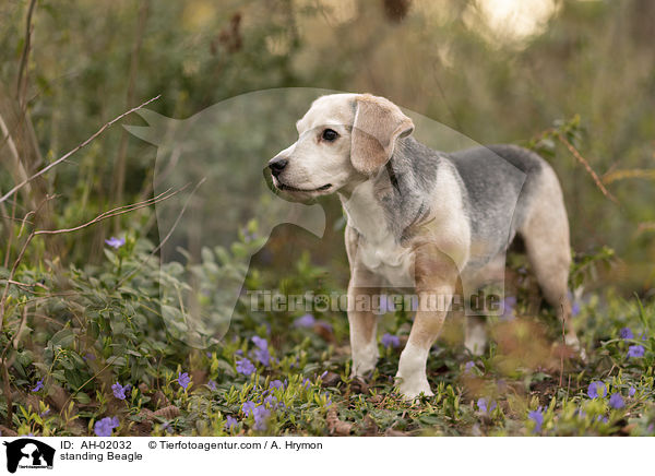 stehender Beagle / standing Beagle / AH-02032