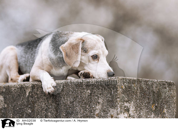 liegender Beagle / lying Beagle / AH-02038