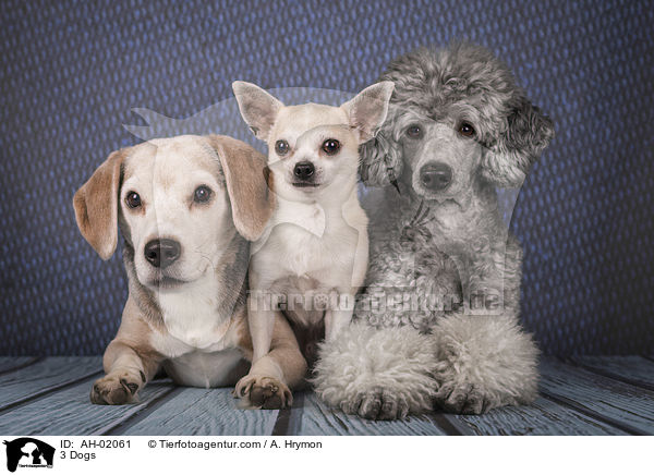 3 Dogs / AH-02061