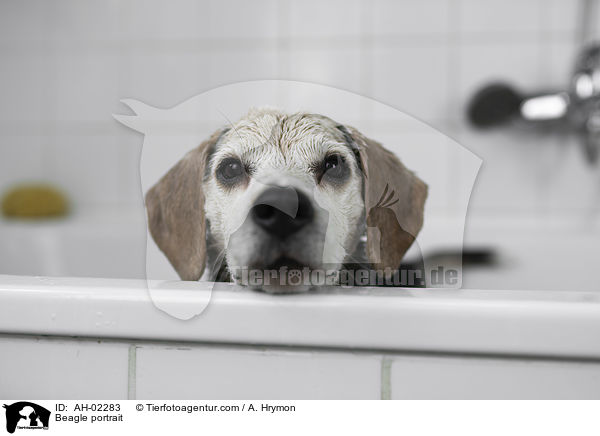 Beagle Portrait / Beagle portrait / AH-02283
