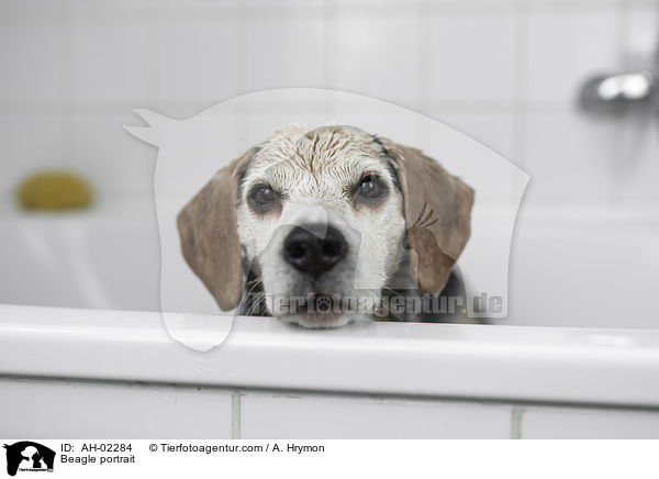 Beagle Portrait / Beagle portrait / AH-02284