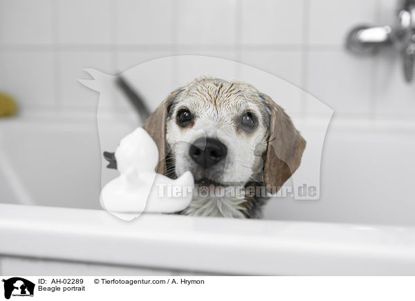 Beagle Portrait / Beagle portrait / AH-02289