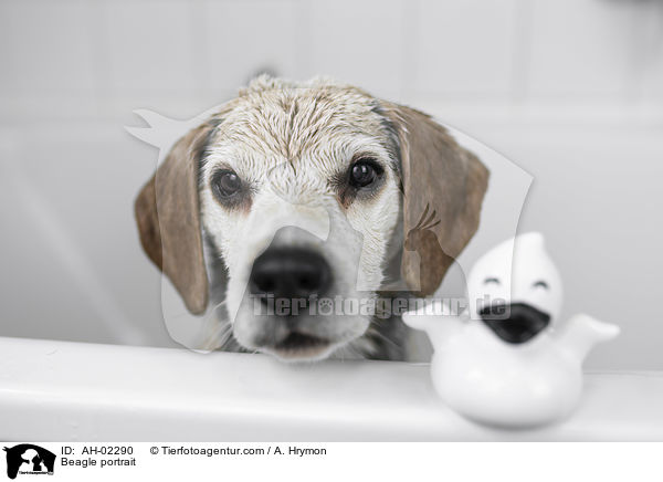 Beagle Portrait / Beagle portrait / AH-02290