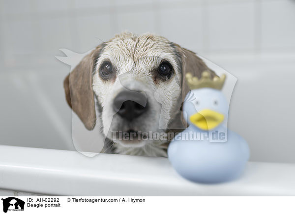 Beagle Portrait / Beagle portrait / AH-02292