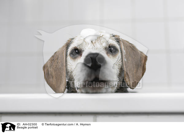 Beagle Portrait / Beagle portrait / AH-02300