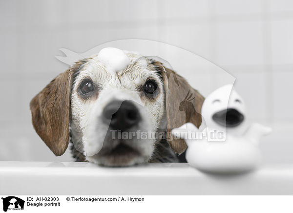 Beagle Portrait / Beagle portrait / AH-02303