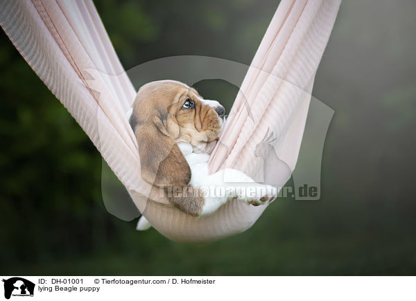liegender Beagle Welpe / lying Beagle puppy / DH-01001