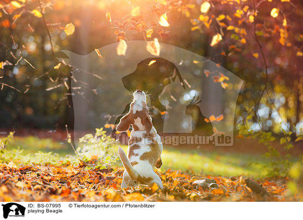 spielender Beagle / playing Beagle / BS-07995