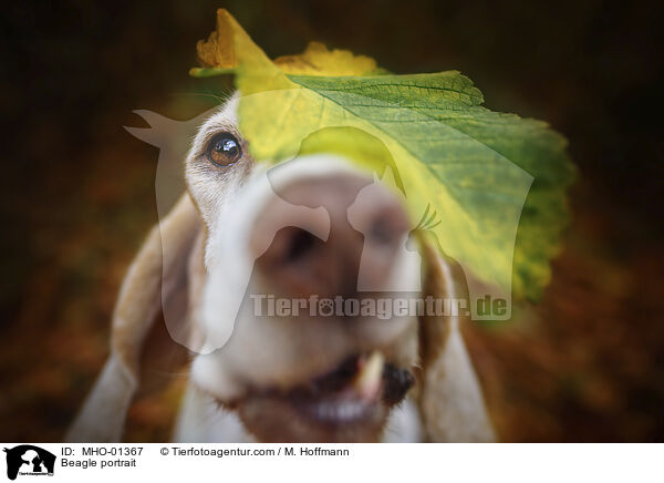 Beagle Portrait / Beagle portrait / MHO-01367