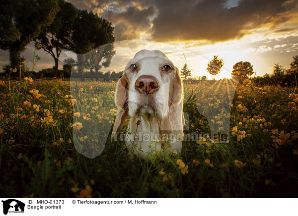 Beagle Portrait / Beagle portrait / MHO-01373