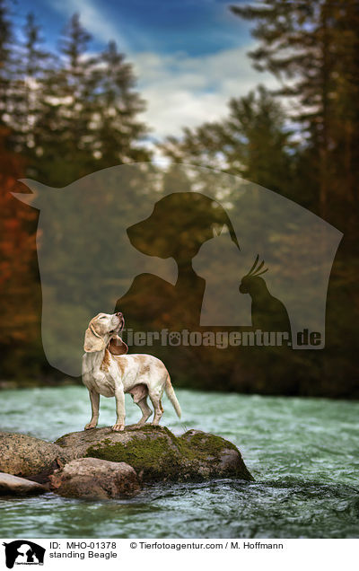 stehender Beagle / standing Beagle / MHO-01378
