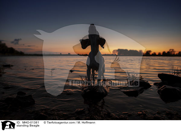 stehender Beagle / standing Beagle / MHO-01381