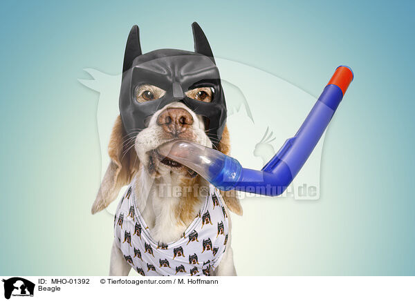 Beagle / MHO-01392
