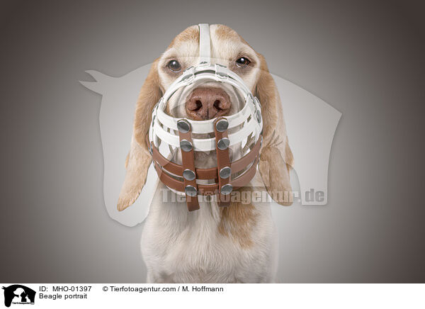 Beagle portrait / MHO-01397