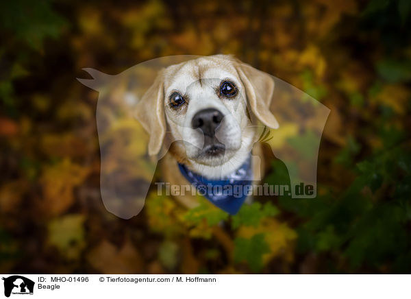 Beagle / Beagle / MHO-01496